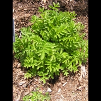 Agrimonia repens (fam Rosacees) (Europe, Turquie) (1)